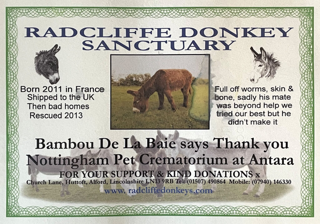 Bambou De La Baie at Radcliffe Donkey Sanctuary thanks to support from Nottingham Pet Crematorium