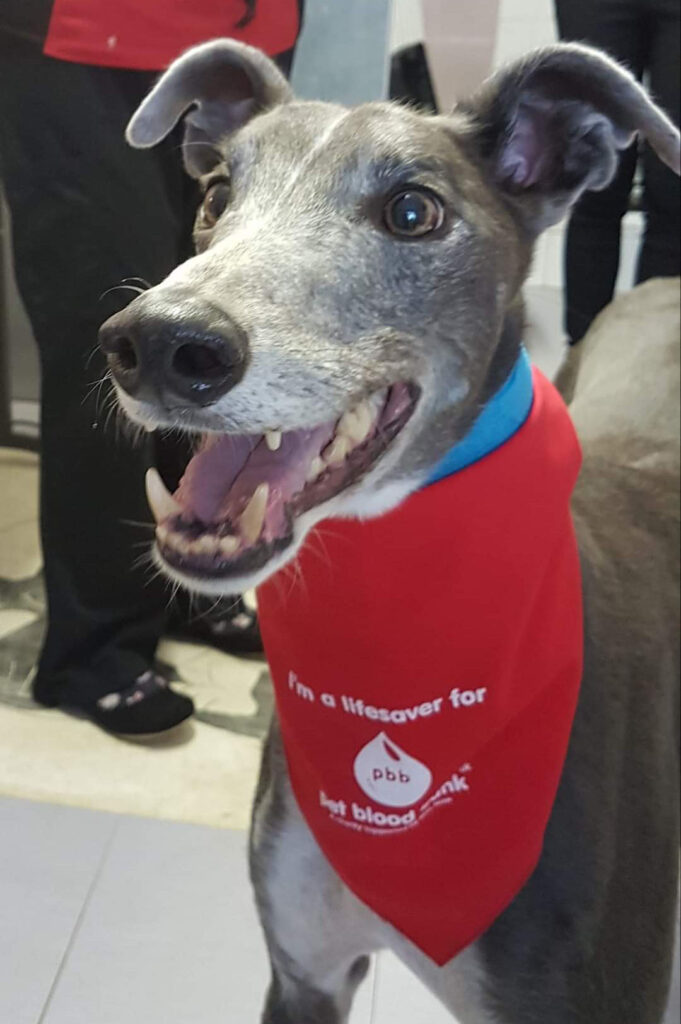 Woodie the wonderful greyhound recently. This amazing dog donated 10,000ml of blood to save scores of dogs' lives.