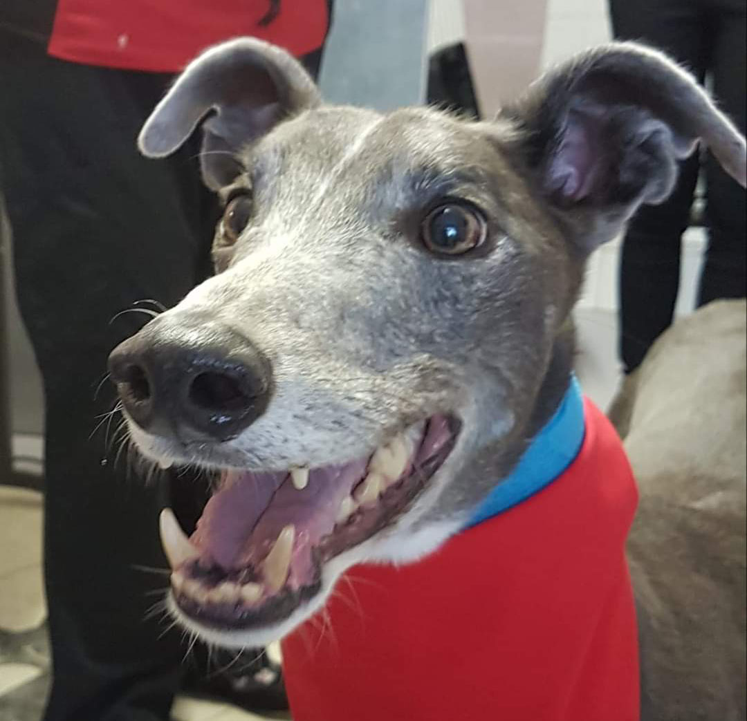 Woodie the wonderful greyhound recently. This amazing dog donated 10,000ml of blood to save scores of dogs’ lives.