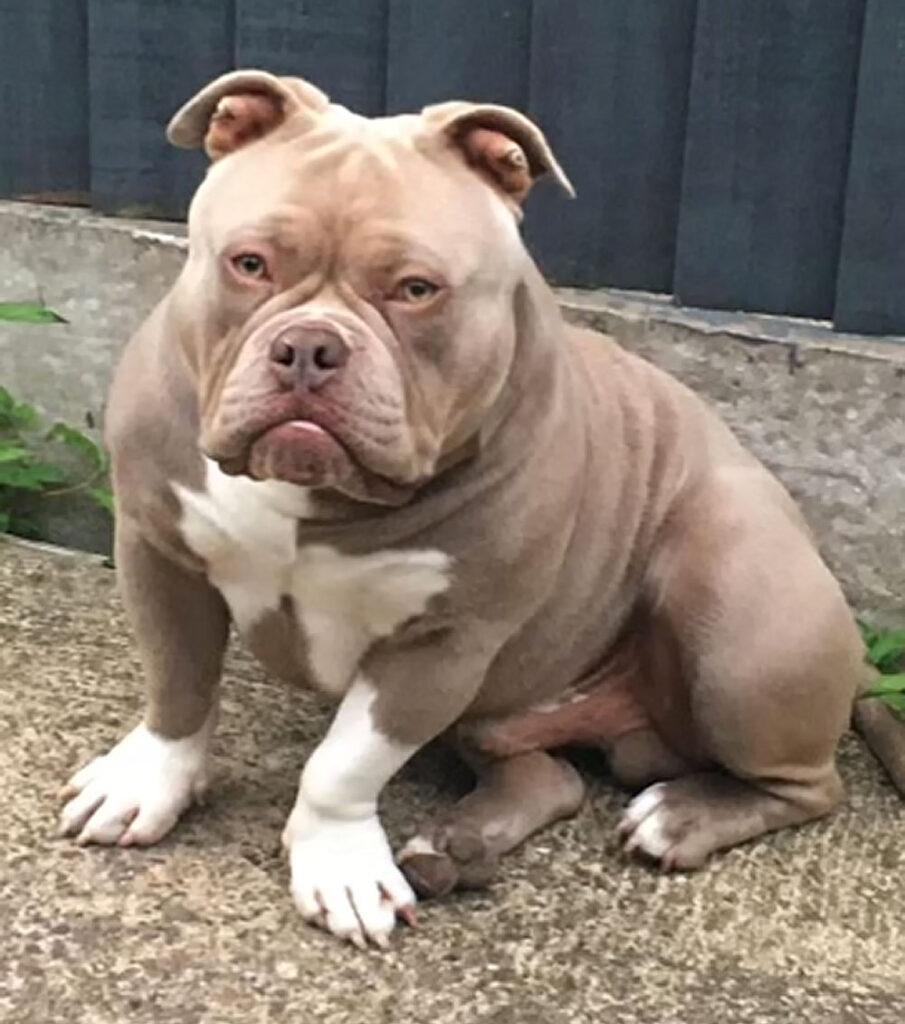Pocket bully Blu who was lost in the River Trent 