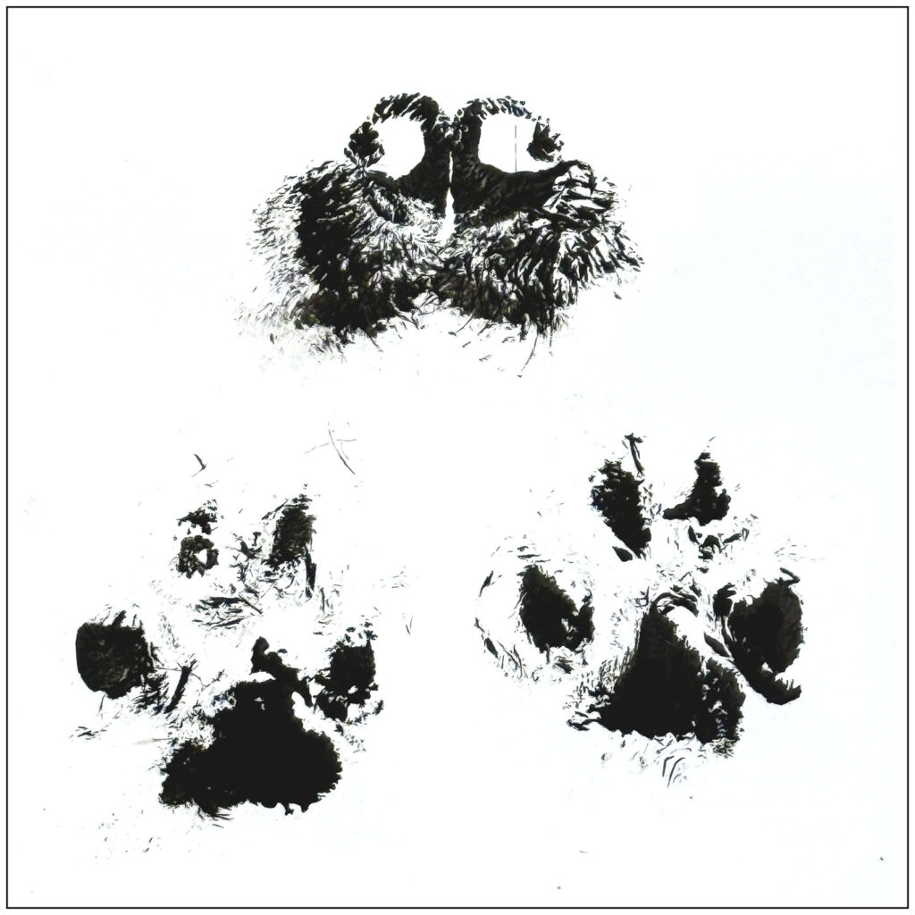 Can we help in In the run up to Christmas, when we all need to watch our pennies, we will offer an additional 5% price cut across all our services. Free paw prints.